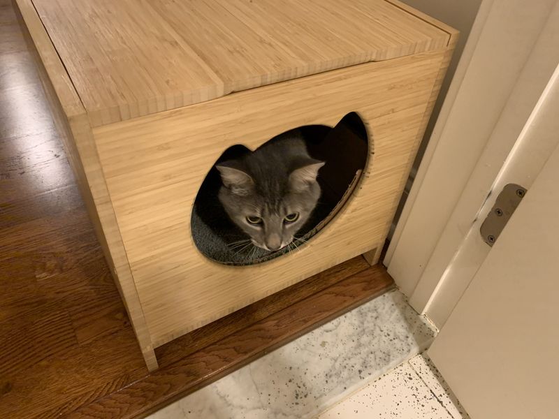 A gray cat peeking out of the cat-shaped door of a bamboo Cat-ion litter box