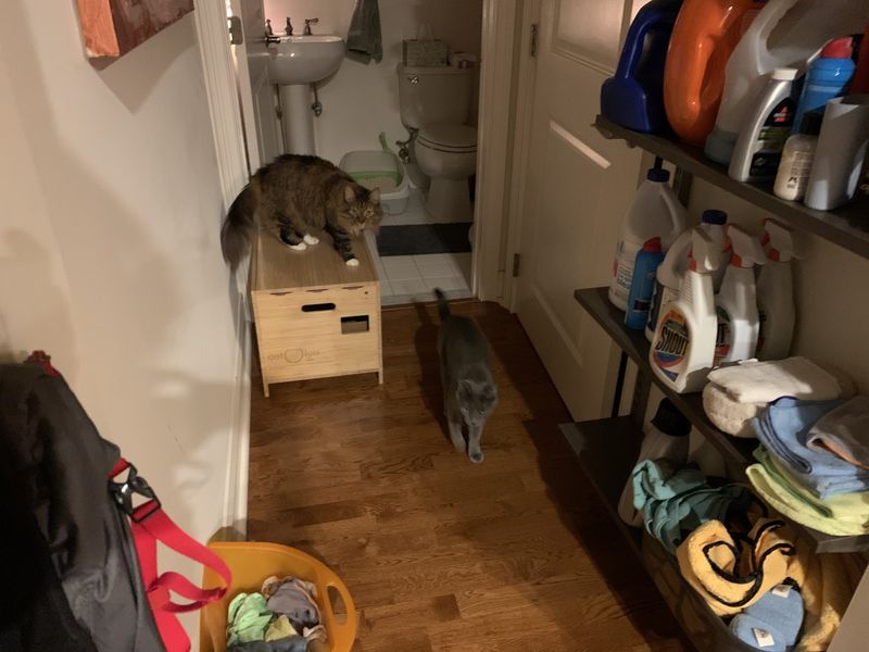Two cats beside a Cat-ion prototype litter box in a home hallway